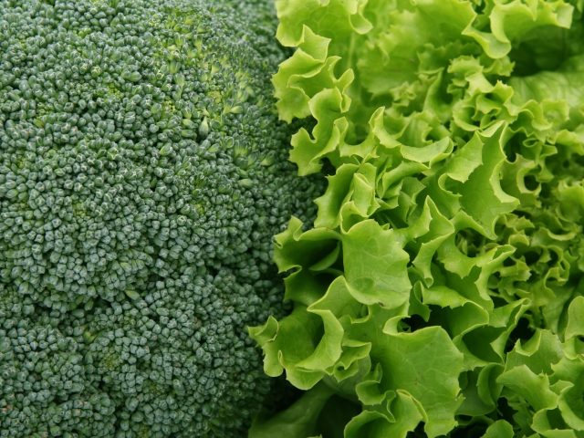 Les légumes verts à privilégier en septembre