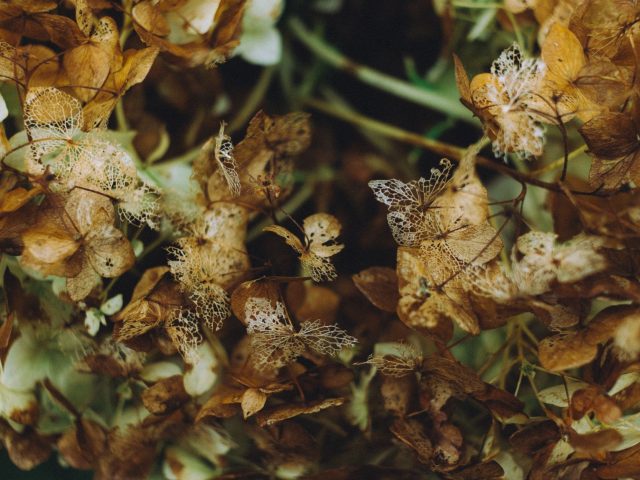 Septembre : les gestes essentiels pour préparer votre jardin à l’automne