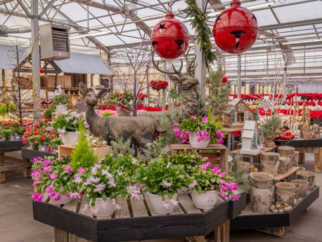 Comment garder votre potager productif en hiver ? C’est possible !