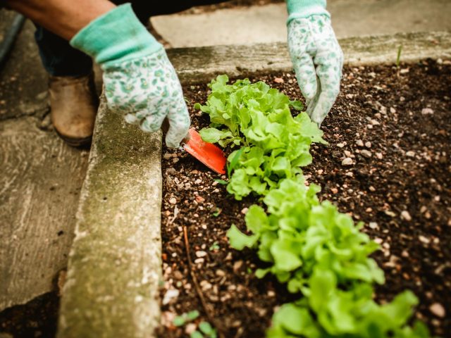 Quelles variétés planter en septembre pour un potager réussi ?