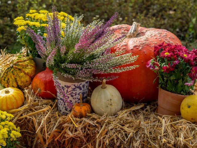 Préparer votre jardin pour l’automne : les essentiels de septembre