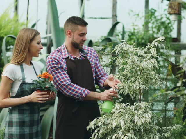 Optimisez vos récoltes grâce aux guildes de permaculture