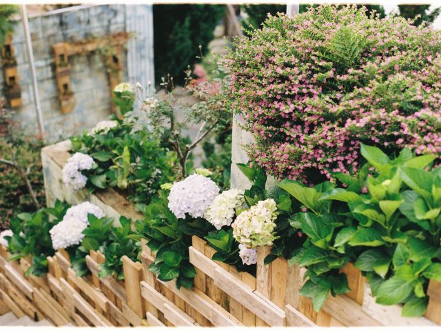 Comment revitaliser votre potager après une période de canicule