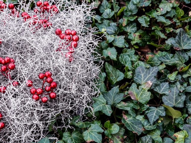 Votre potager peut prospérer tout l’hiver avec ces astuces simples