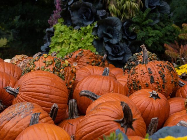 Dès l’automne, adoptez ces gestes essentiels pour un jardin en forme