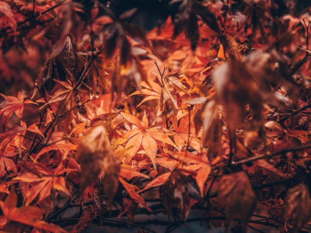 Ces gestes d’automne indispensables pour un jardin éclatant cet été