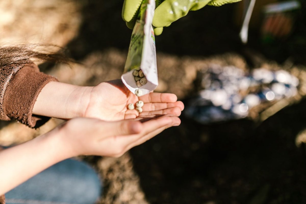 Avis sur les graines potager Vilmorin : points clés