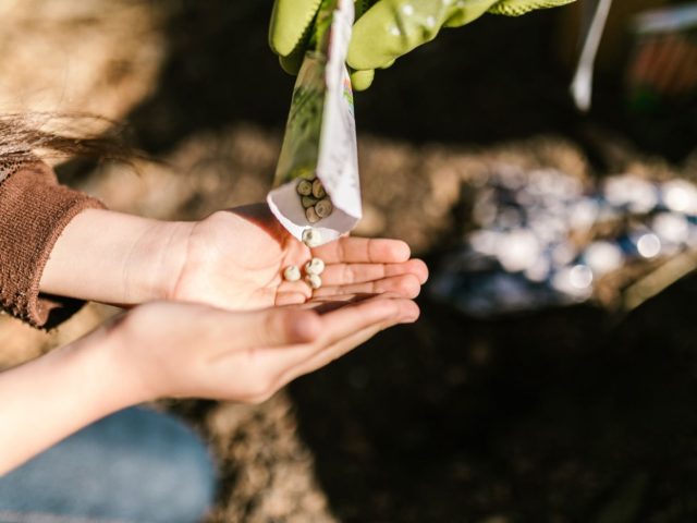 Avis sur les graines potager Vilmorin : points clés