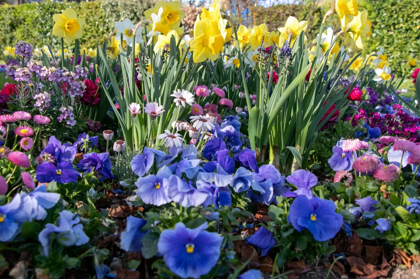 Idée de massif de fleurs