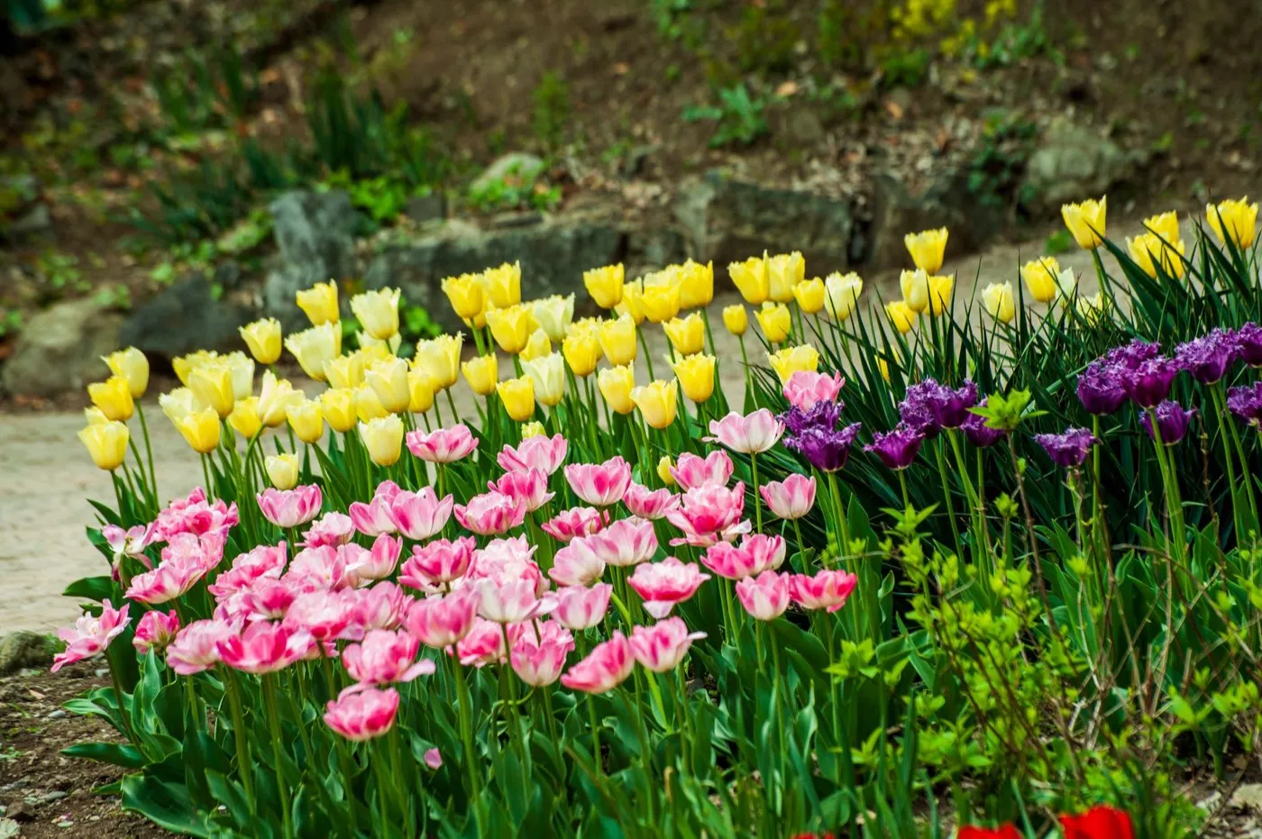 Idée de massif de fleurs