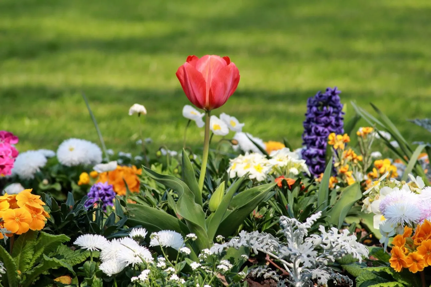 Idée de massif de fleurs