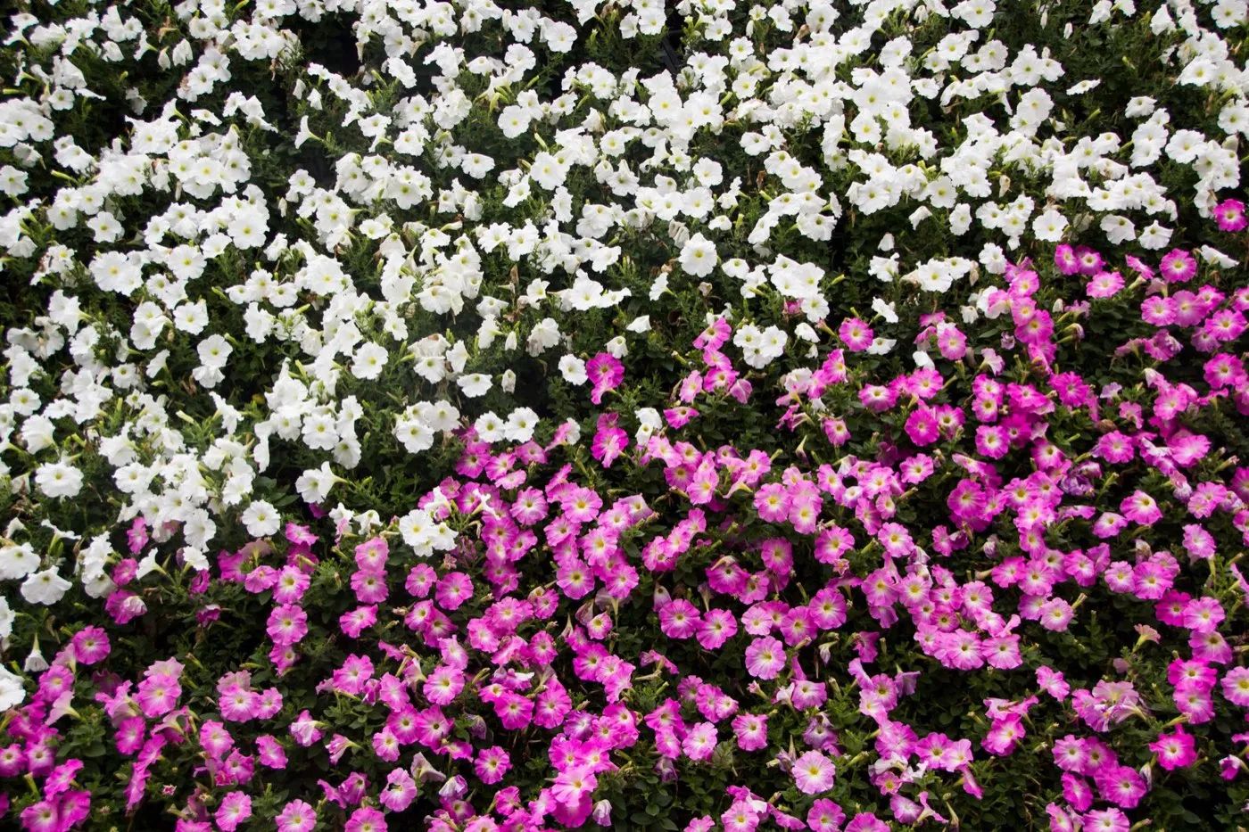Idée de massif de fleurs