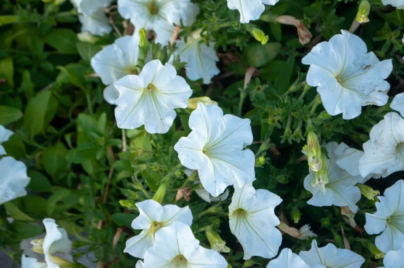 Idée de massif de fleurs