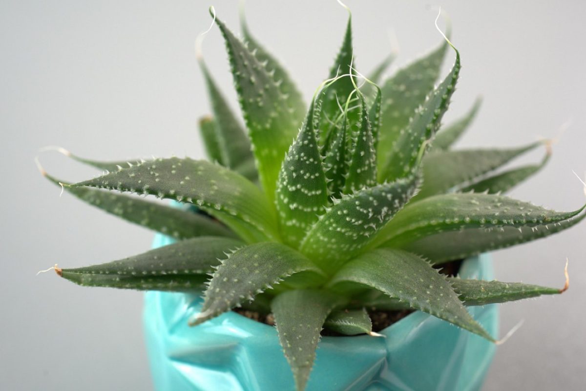Plantes recommandées pour un balcon ombragé