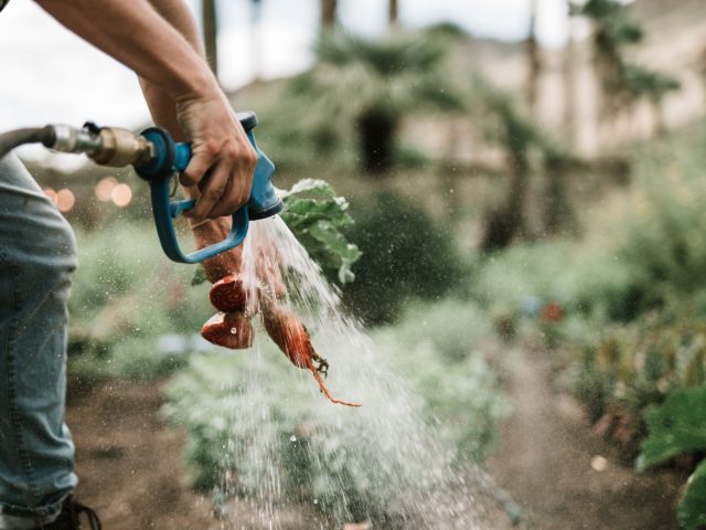 Quels légumes planter en octobre pour un potager florissant ?
